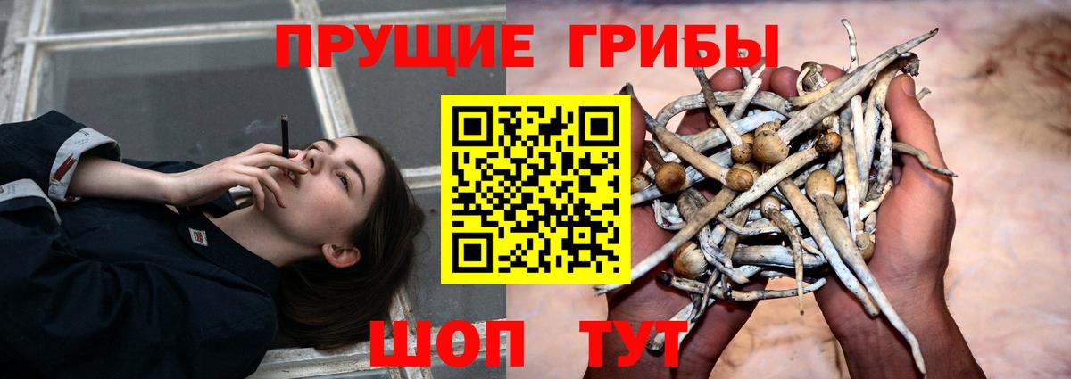 Галлюциногенные грибы Cubensis  Вход с VPN  Бутурлиновка 
